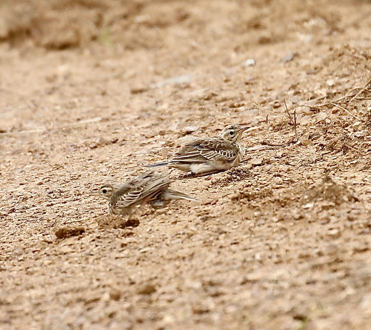 Paddyfield Pipit - ML622153496