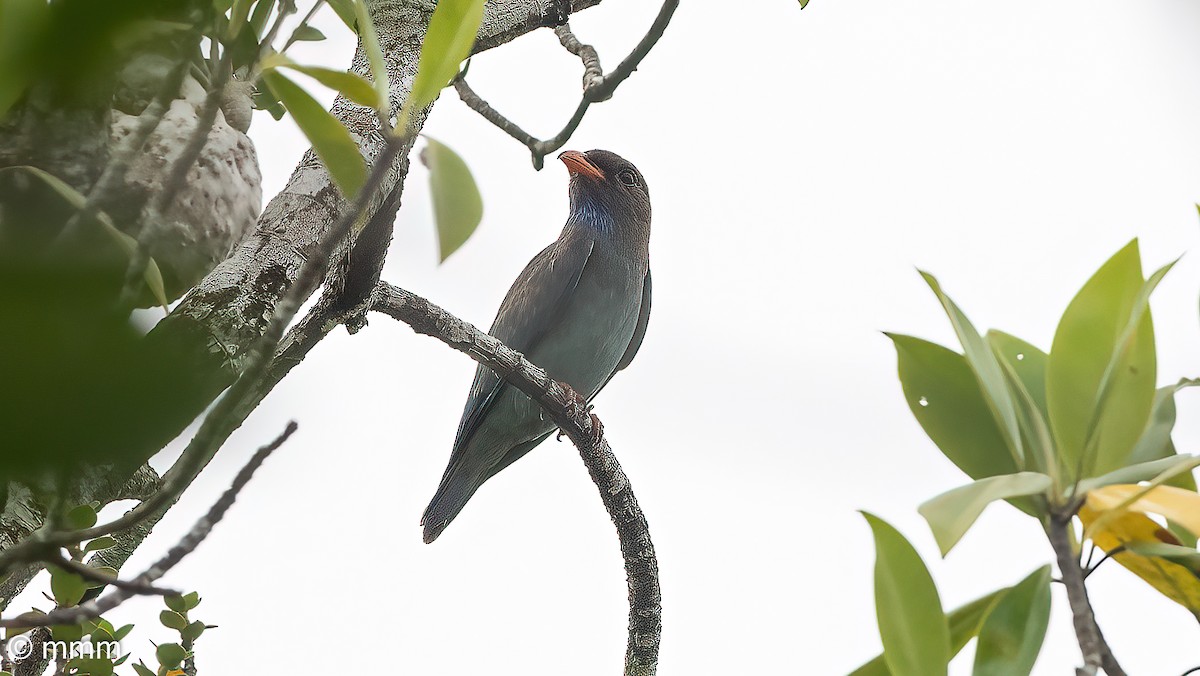 Dollarbird - ML622153528