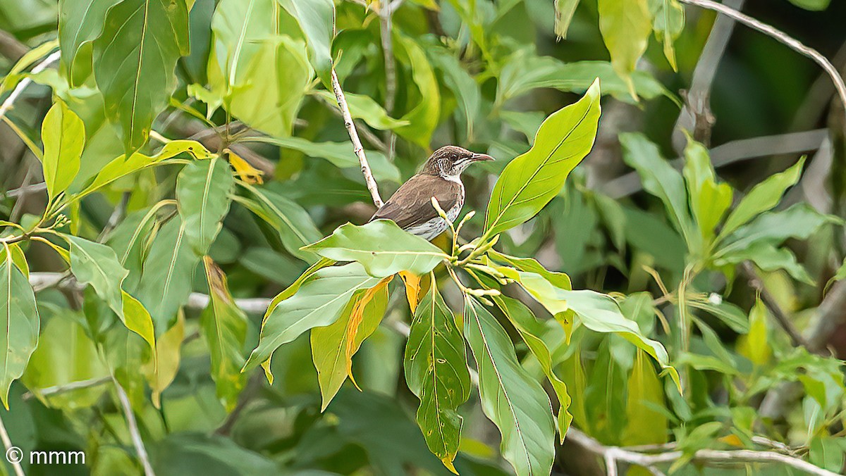 Brown-backed Honeyeater - ML622153529