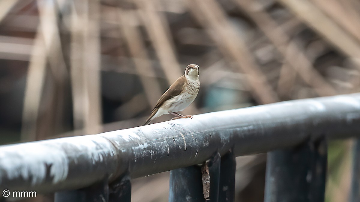 Brown-backed Honeyeater - ML622153530