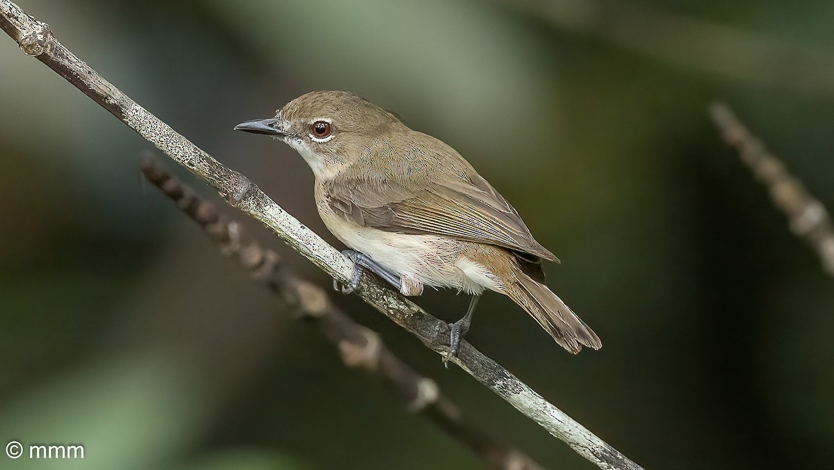 Large-billed Gerygone - ML622153536