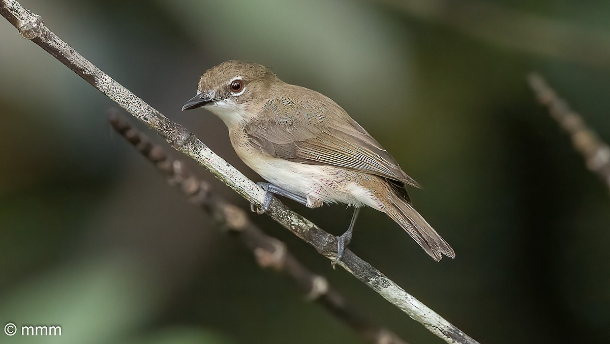 Large-billed Gerygone - ML622153537