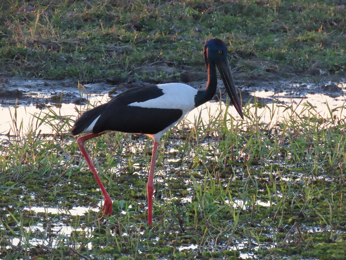 Black-necked Stork - ML622153543