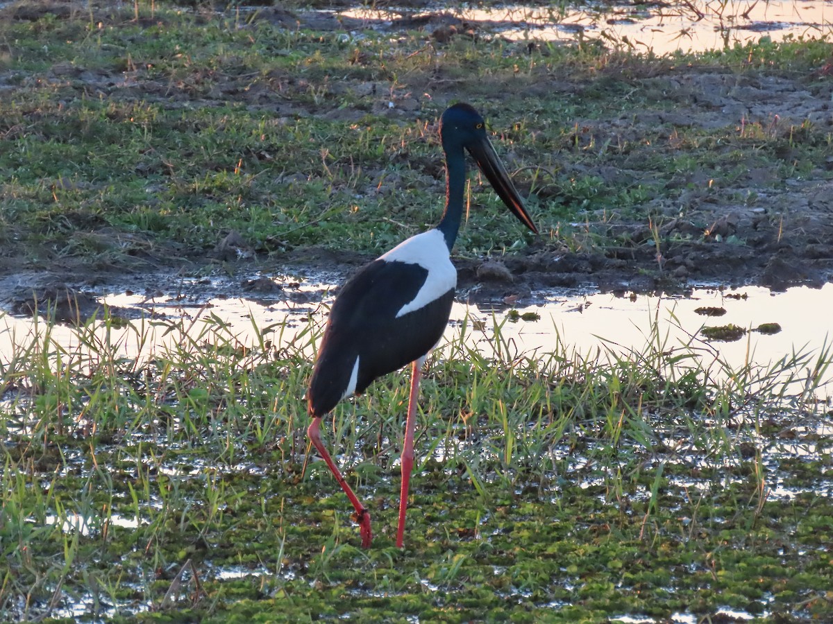 Black-necked Stork - ML622153544
