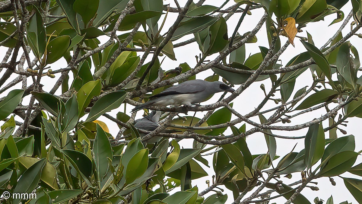 White-bellied Cuckooshrike - ML622153545