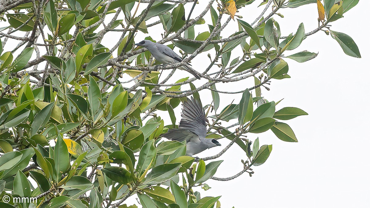 White-bellied Cuckooshrike - ML622153546