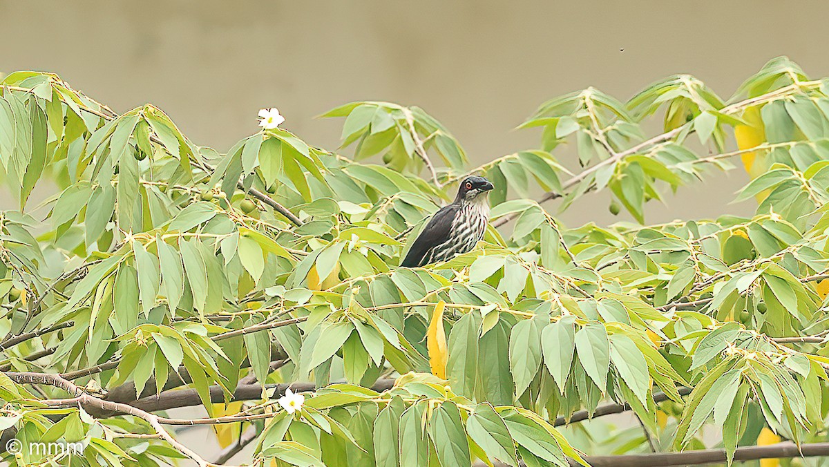 Metallic Starling - ML622153547