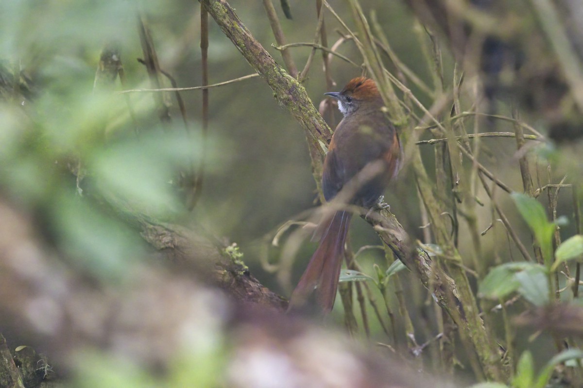 Azara's Spinetail - ML622153555