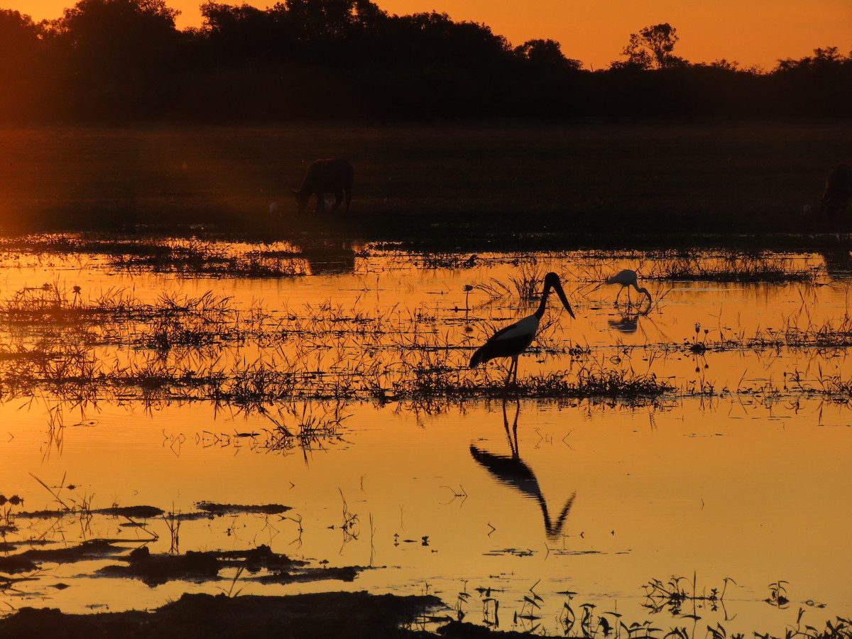 Black-necked Stork - ML622153588