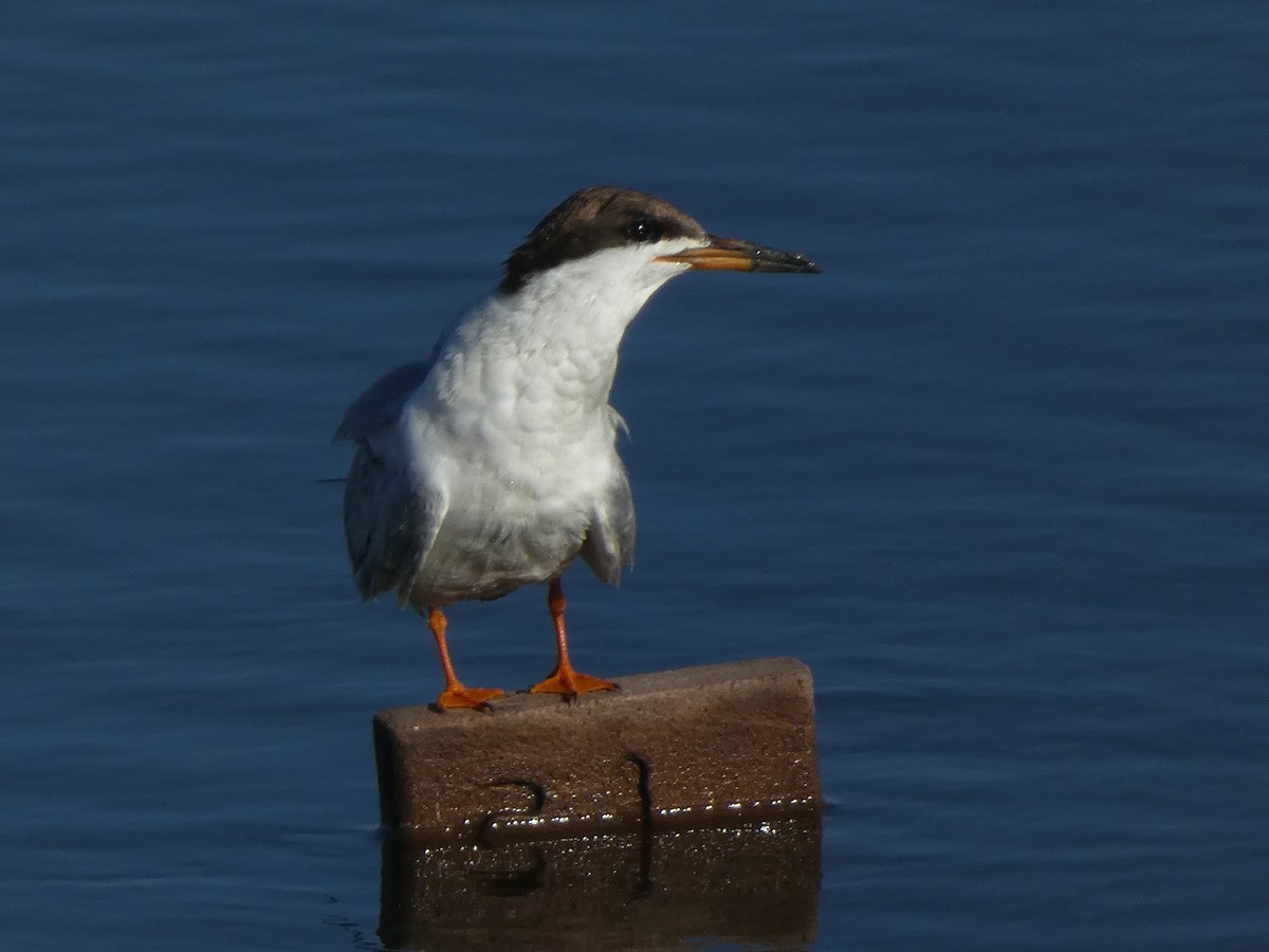 Forster's Tern - ML622153594