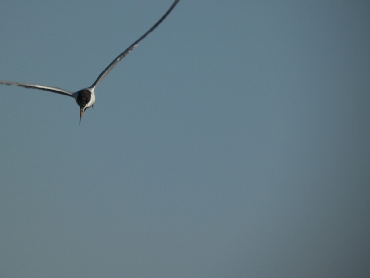 Forster's Tern - ML622153595