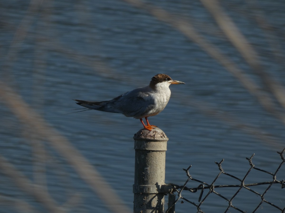 Forster's Tern - ML622153599