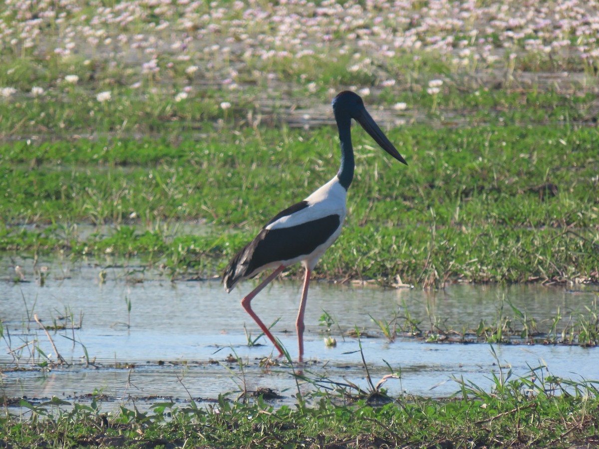 Black-necked Stork - ML622153601