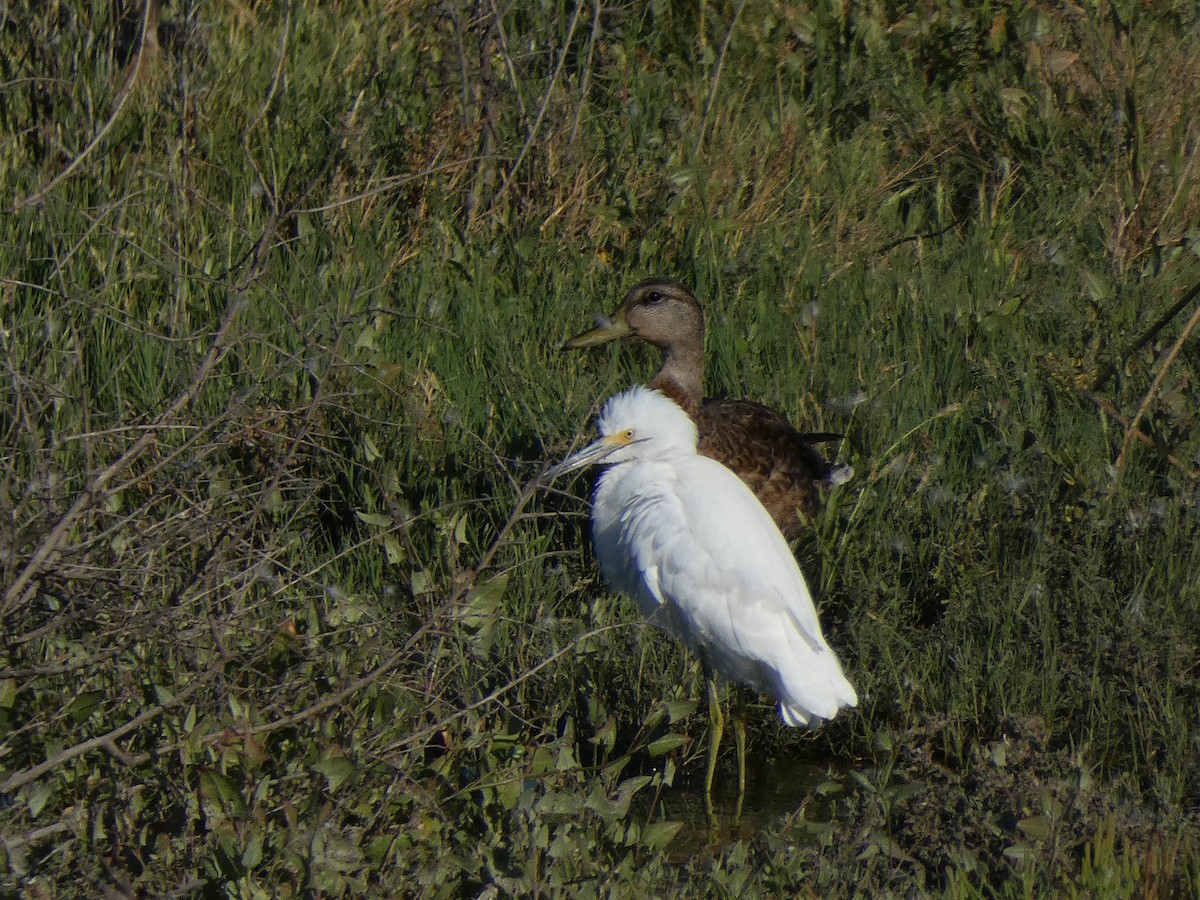 Snowy Egret - ML622153606