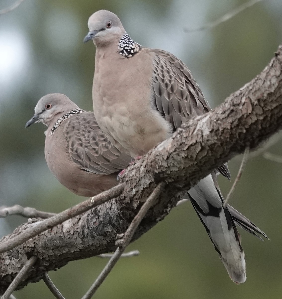 Spotted Dove - ML622153618