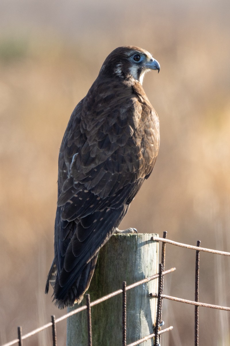 Brown Falcon - ML622153619