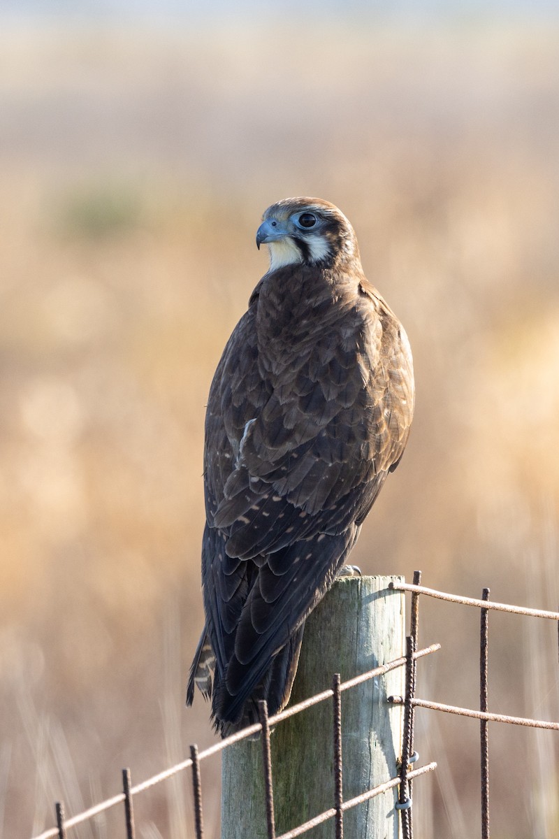 Brown Falcon - ML622153620