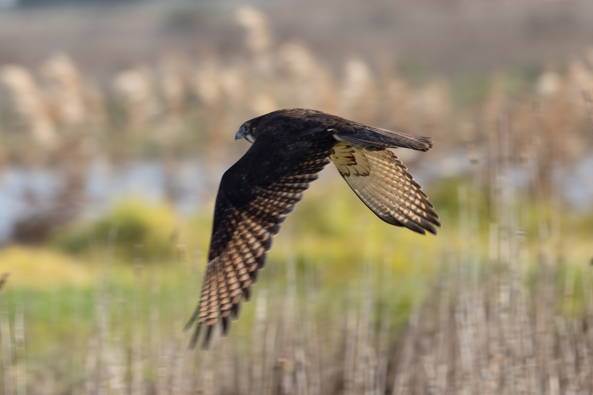 Brown Falcon - ML622153621