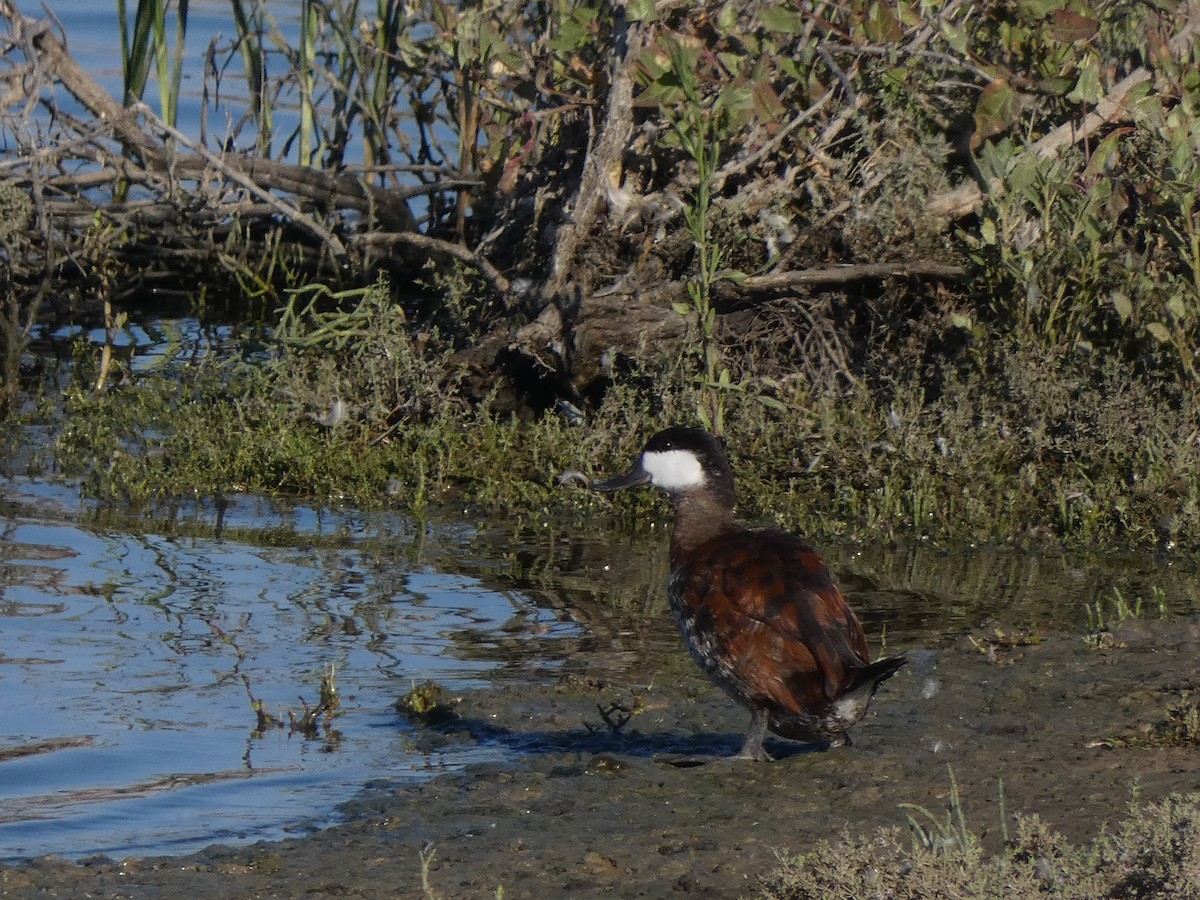 Ruddy Duck - ML622153622