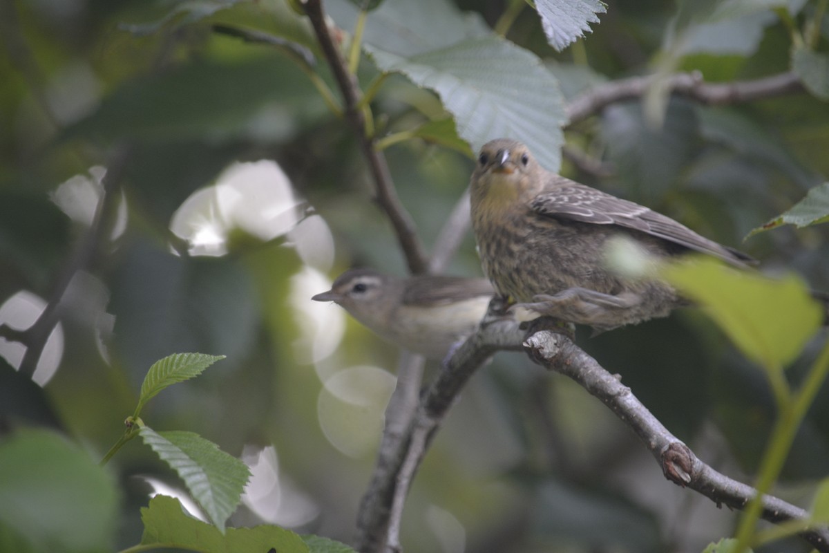 Warbling Vireo - ML622153627