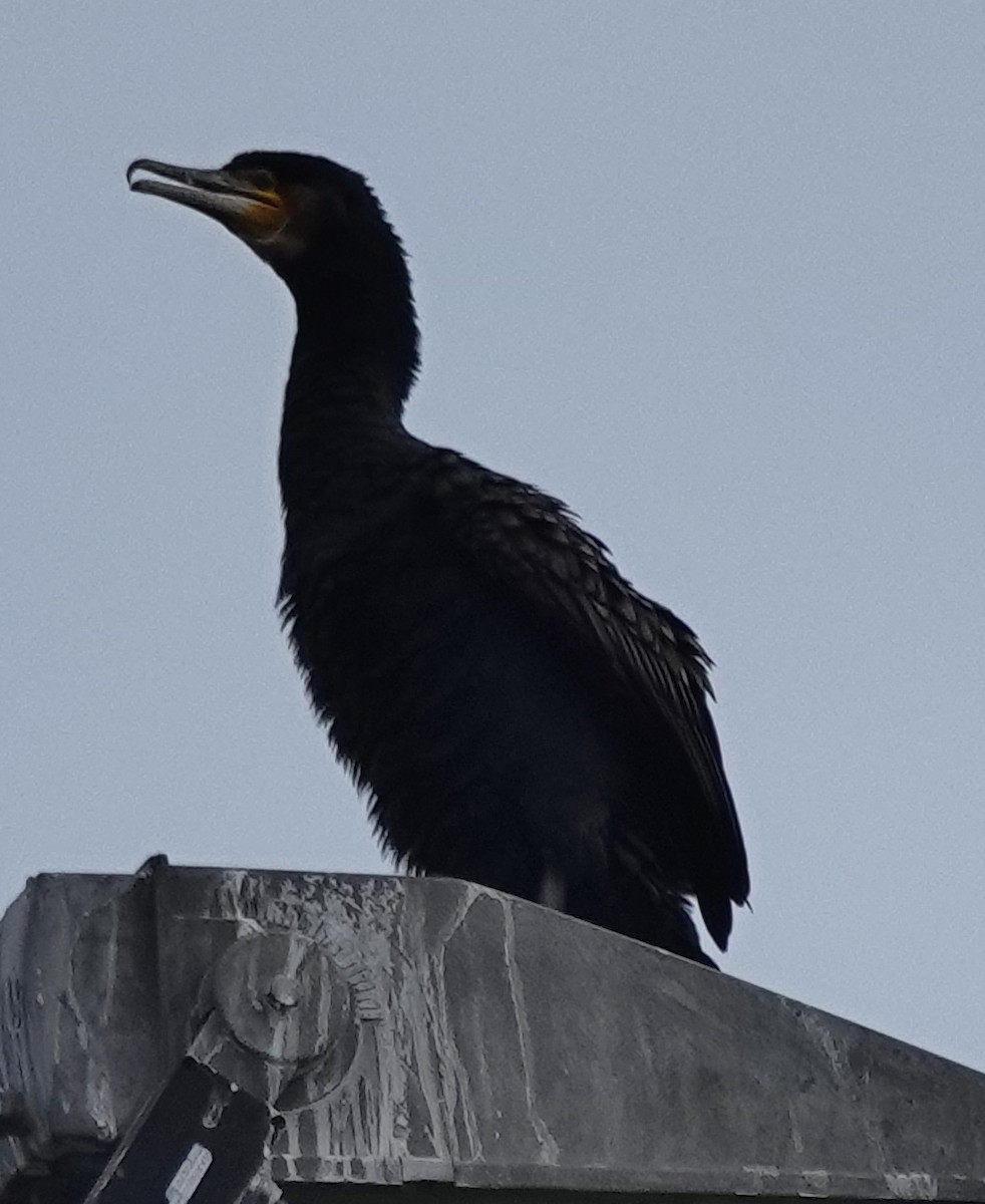 Great Cormorant (Australasian) - ML622153628