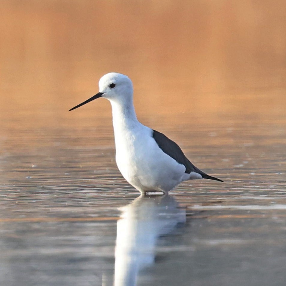 Black-winged Stilt - ML622153630