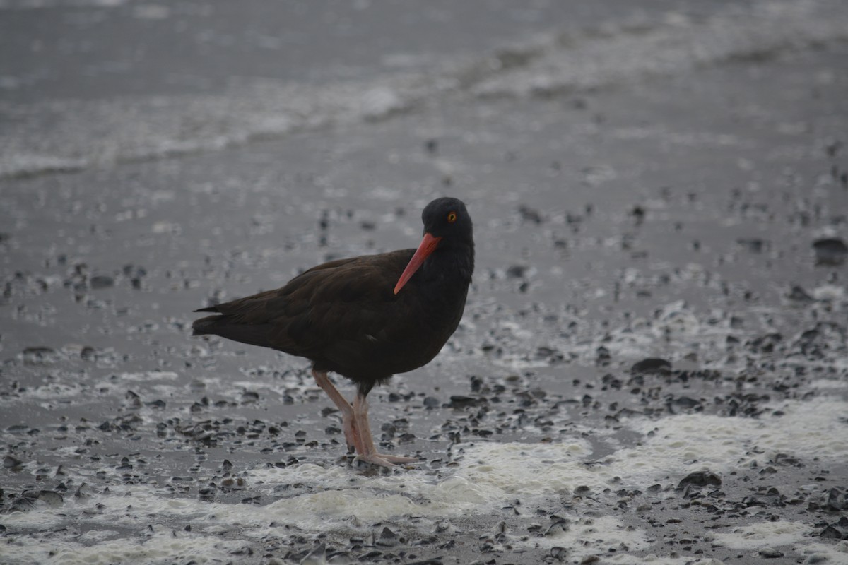 Black Oystercatcher - ML622153631