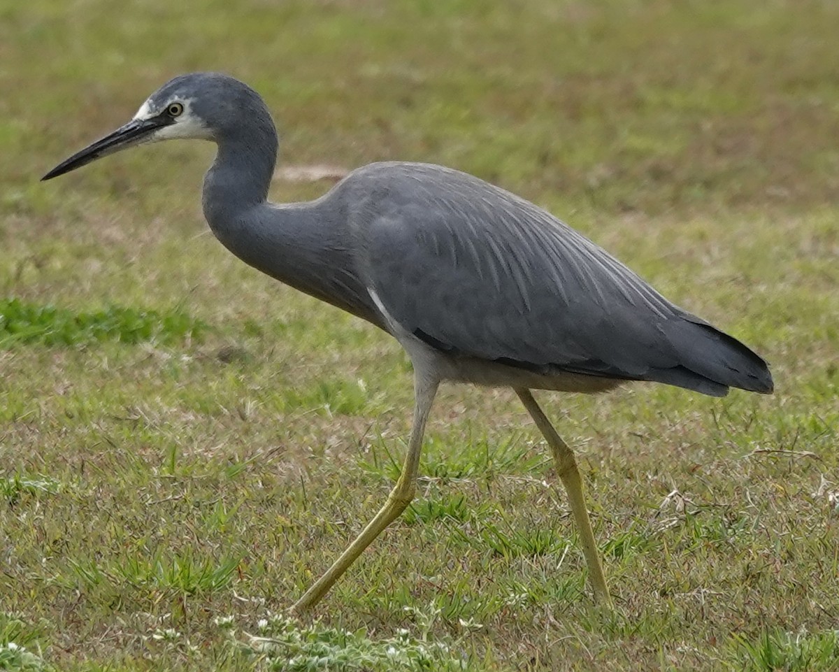 White-faced Heron - ML622153632