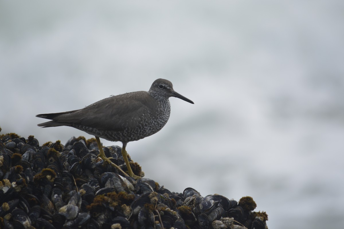 Wandering Tattler - ML622153635