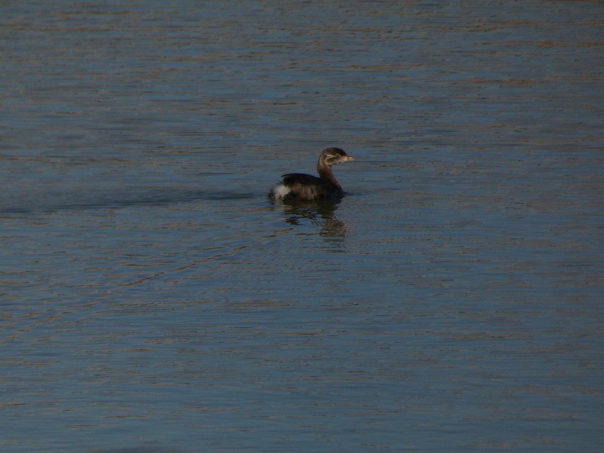 Pied-billed Grebe - ML622153636