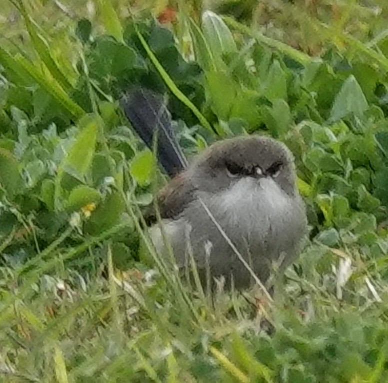 Superb Fairywren - ML622153637