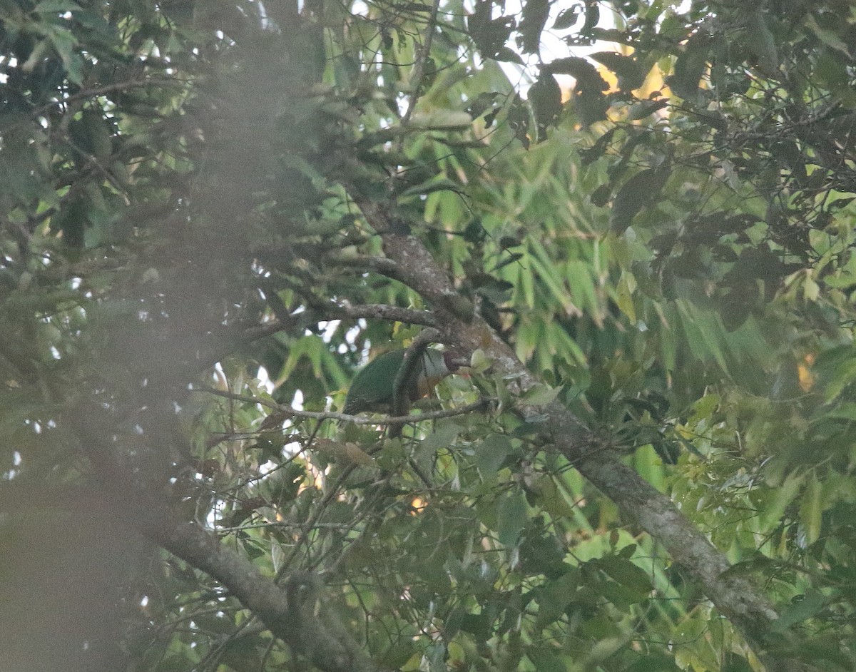 Yellow-breasted Fruit-Dove - Neil Osborne