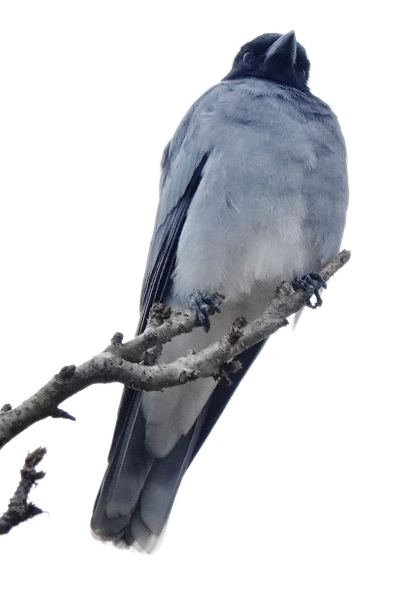 Black-faced Cuckooshrike - ML622153639