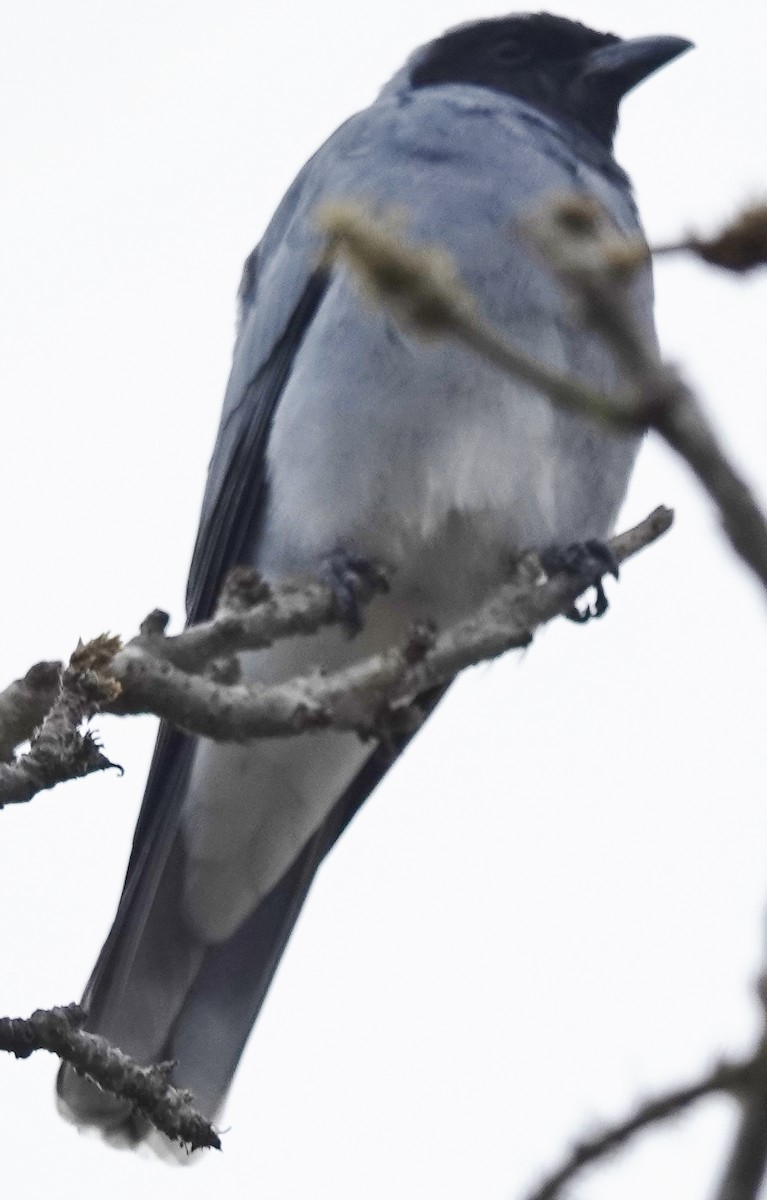 Black-faced Cuckooshrike - ML622153640