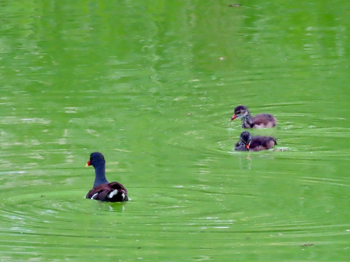 Eurasian Moorhen - Lisa Owens