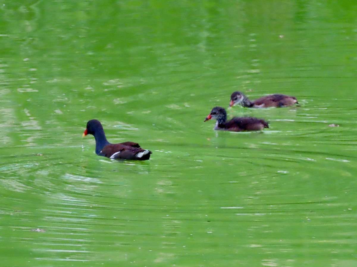 Eurasian Moorhen - Lisa Owens