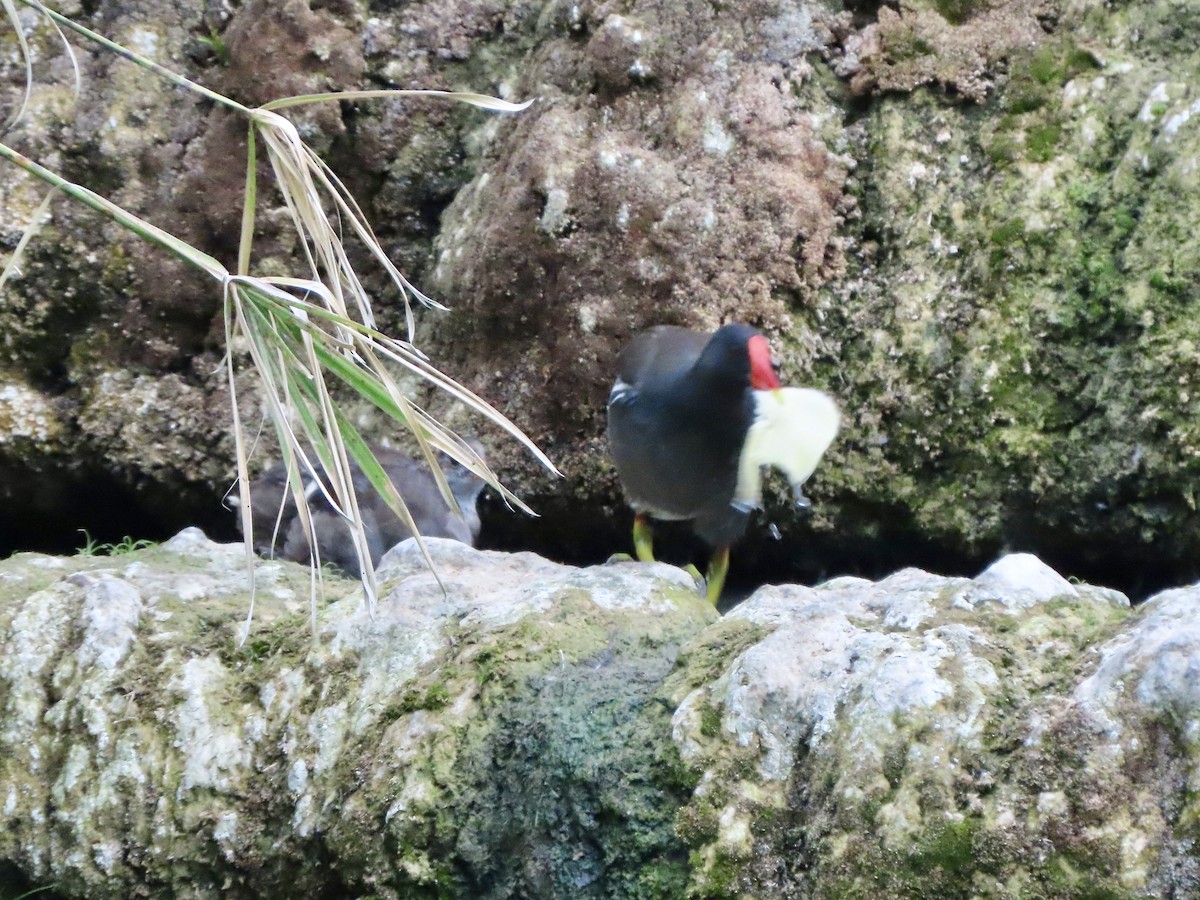 Gallinule poule-d'eau - ML622153643