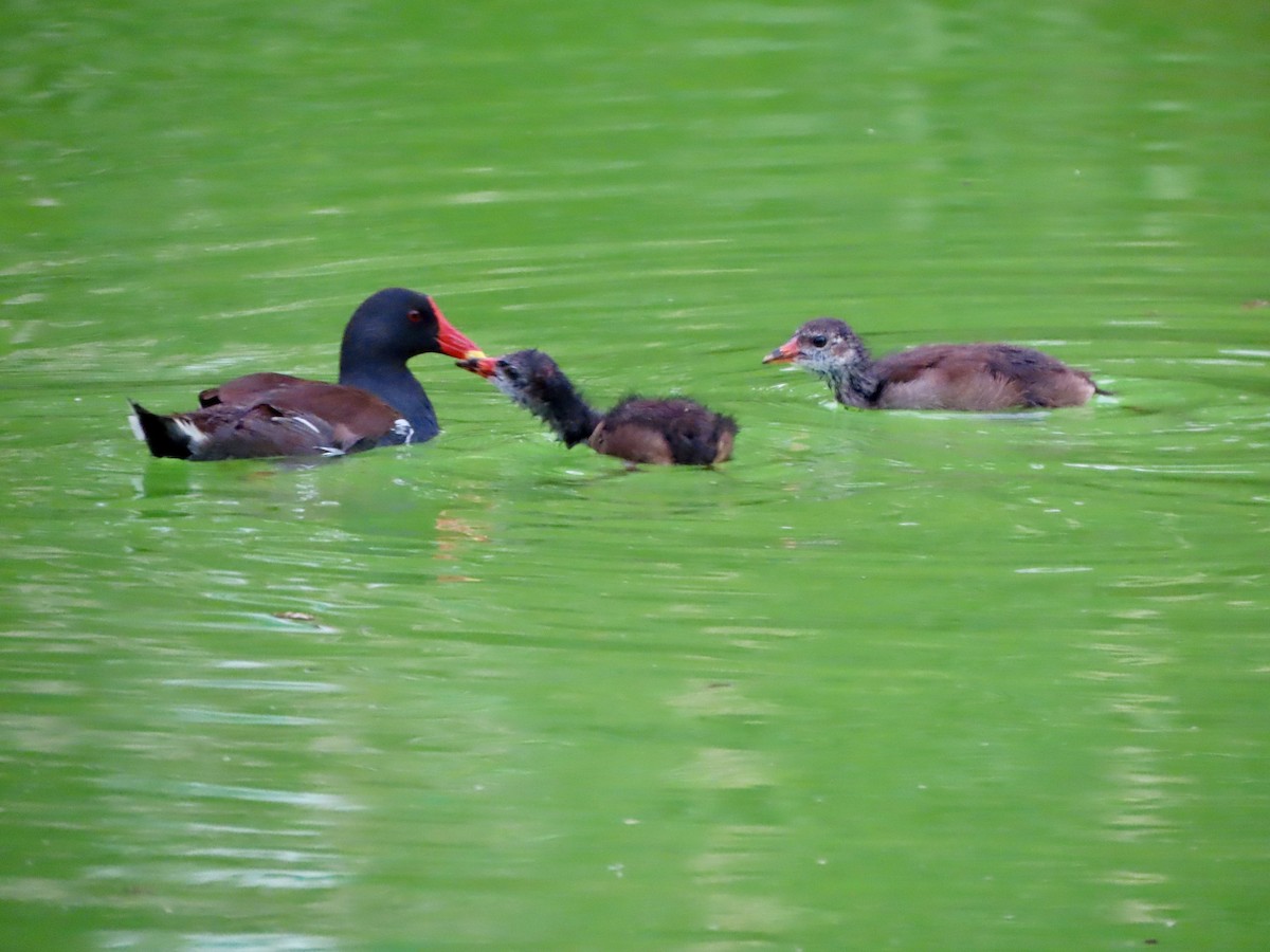 Gallinule poule-d'eau - ML622153644