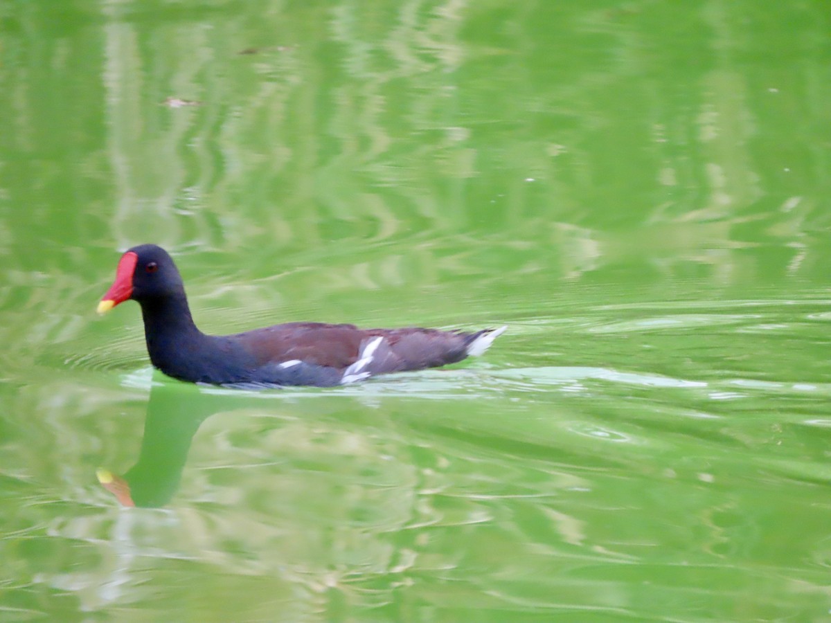 Gallinule poule-d'eau - ML622153646