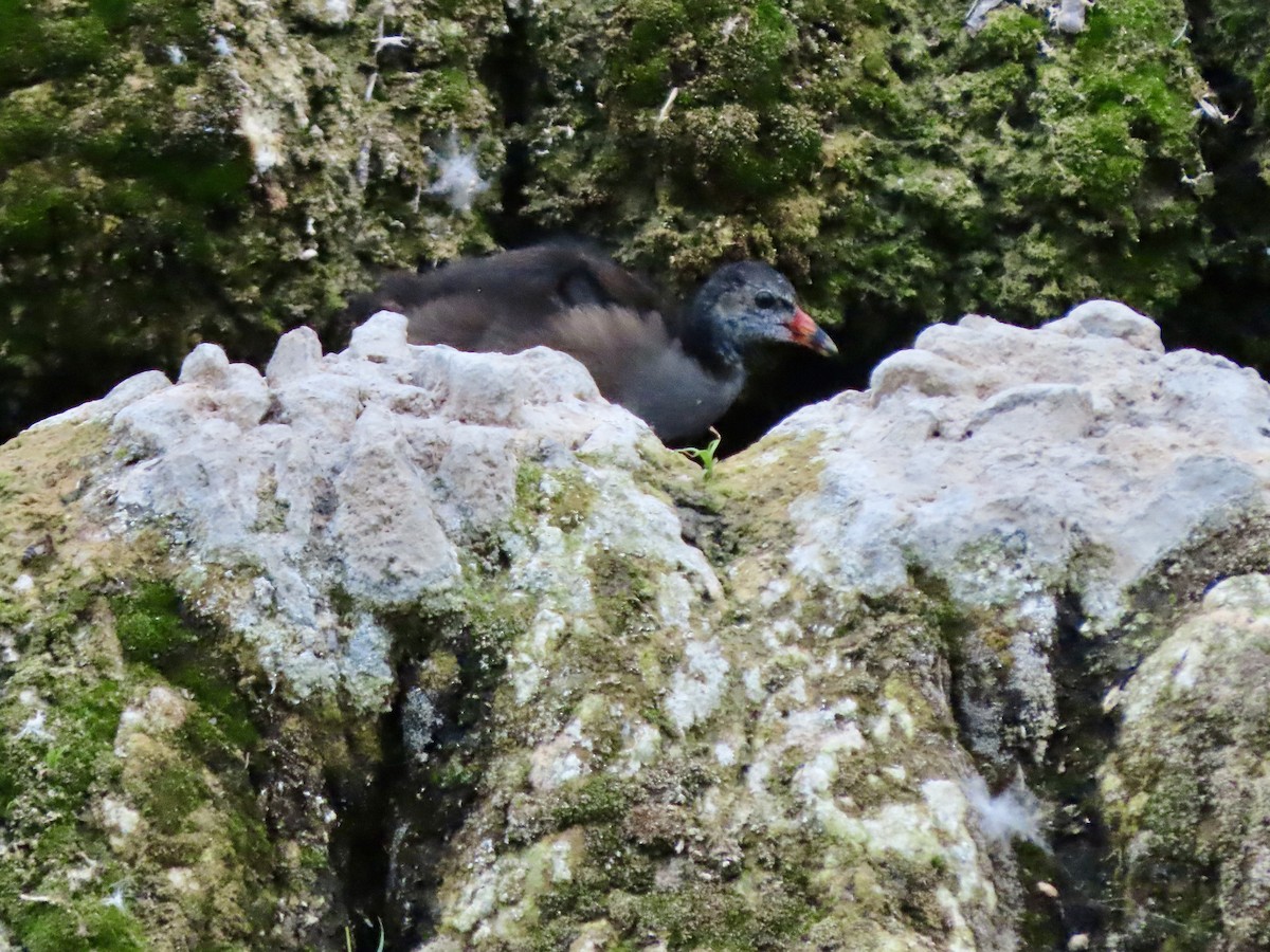 Gallinule poule-d'eau - ML622153647