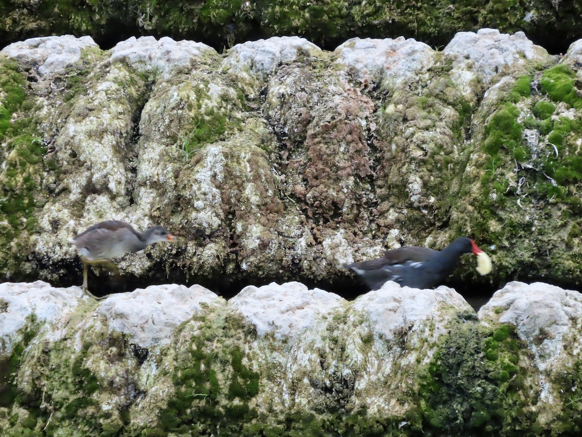 Eurasian Moorhen - Lisa Owens