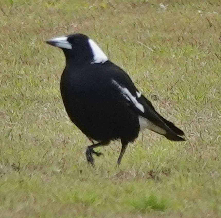 Australian Magpie (Black-backed) - ML622153651