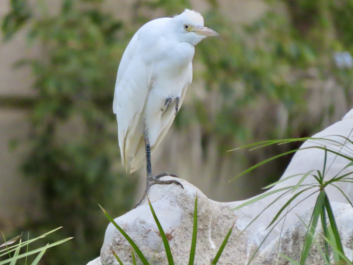 Aigrette garzette - ML622153662