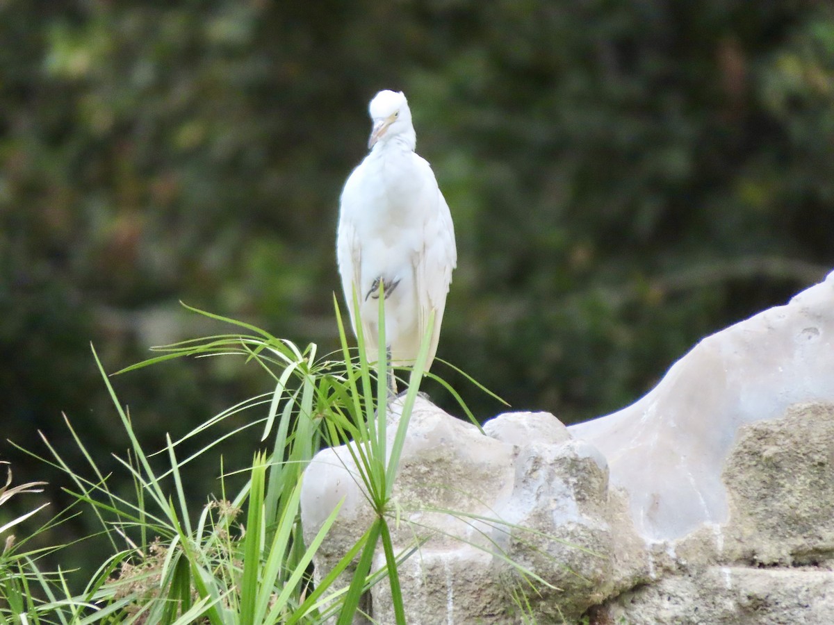 Little Egret - ML622153665