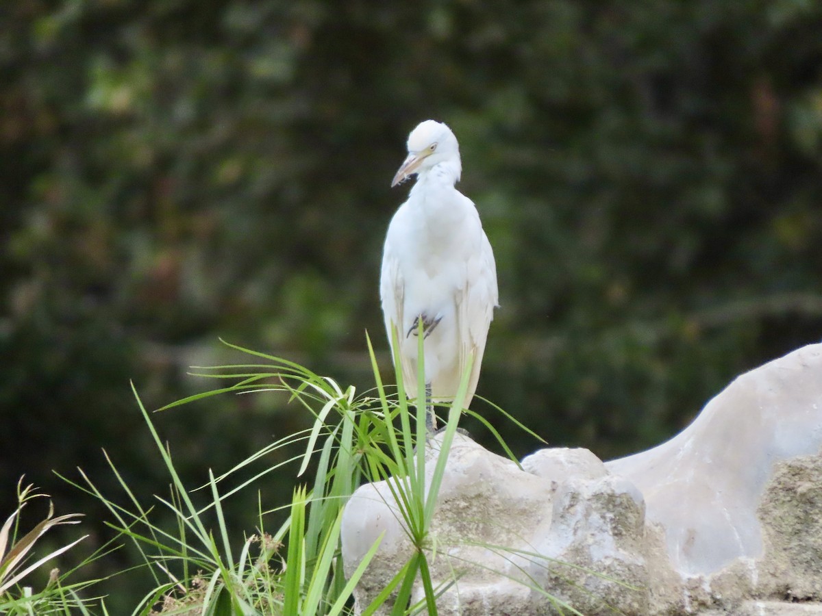 Little Egret - ML622153666