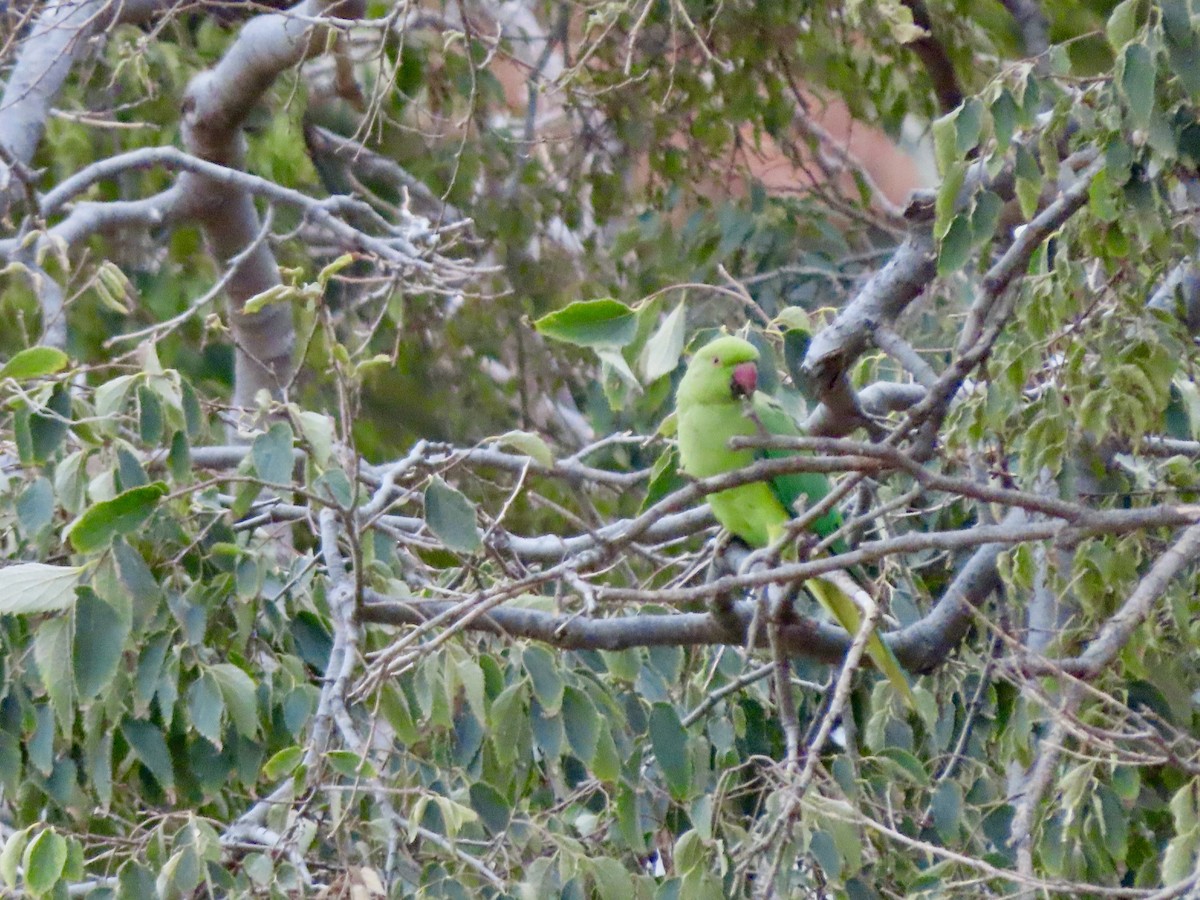 Rose-ringed Parakeet - Lisa Owens