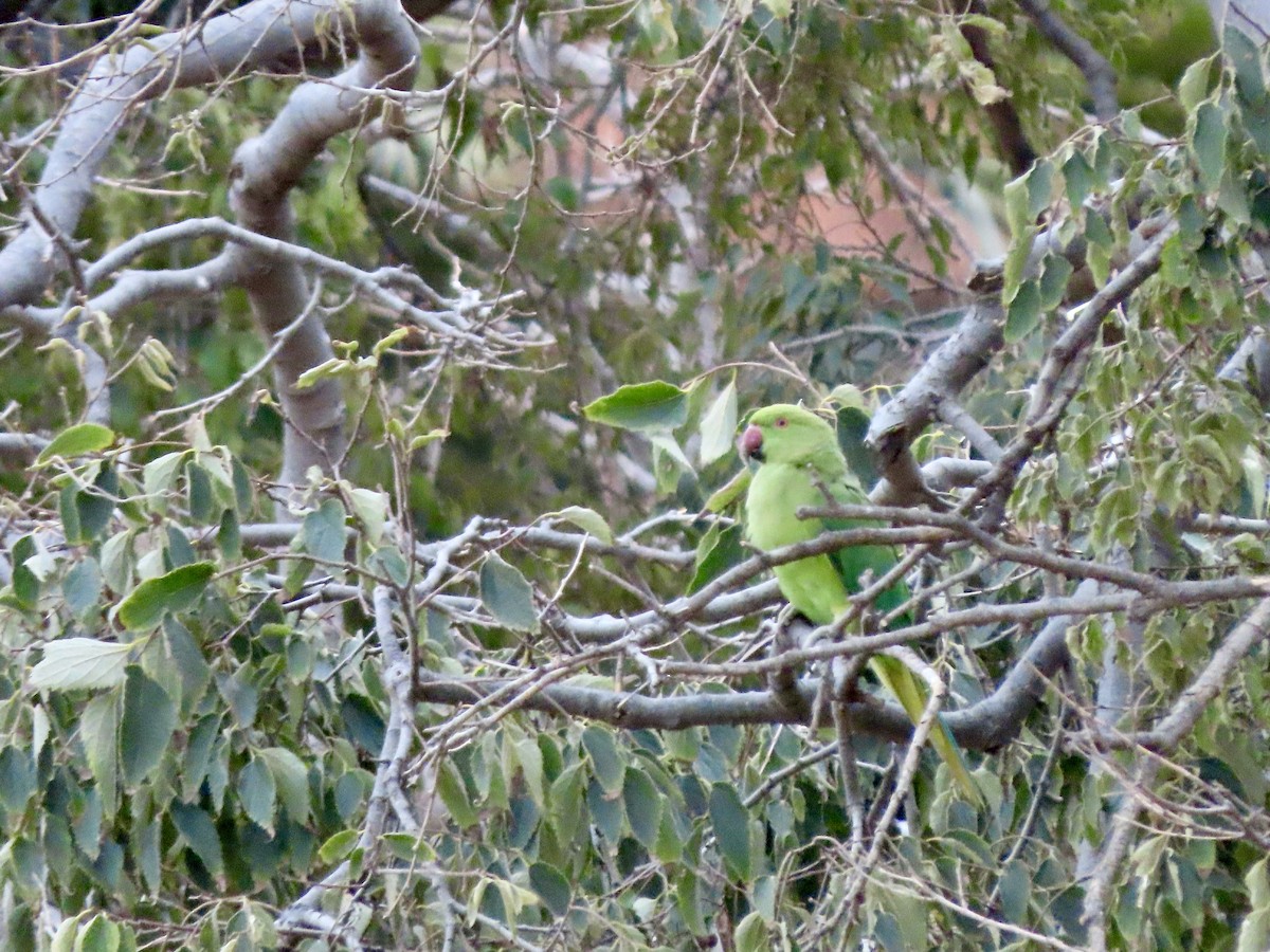 Rose-ringed Parakeet - ML622153671