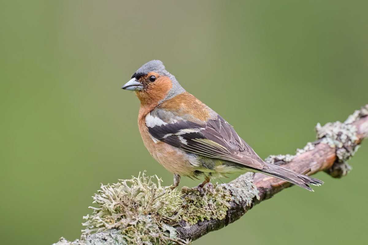 Common Chaffinch - ML622153672