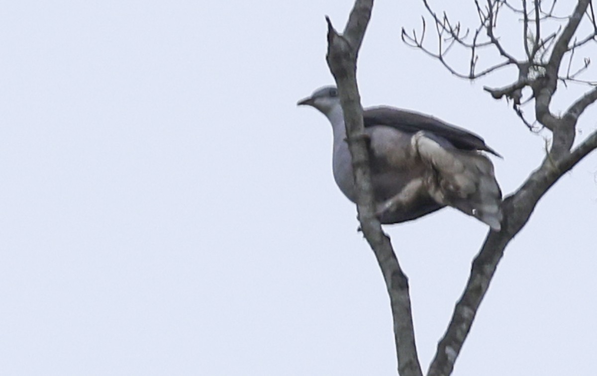 Mountain Imperial-Pigeon - ML622153673