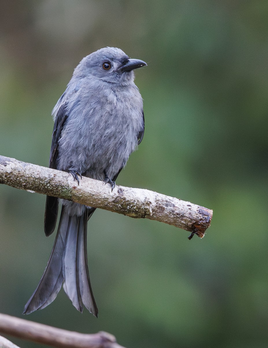 Ashy Drongo (Bornean) - Jason Vassallo